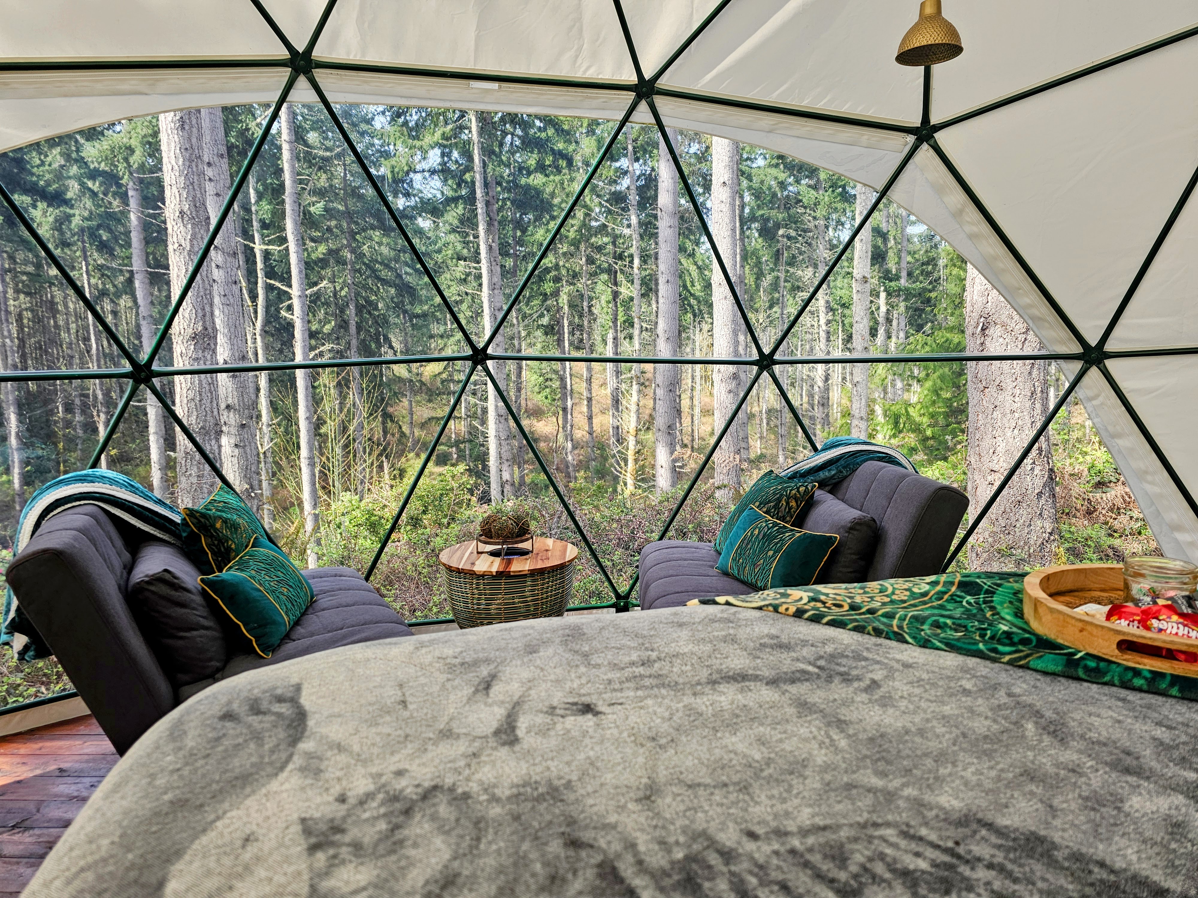 Forest Dome Interior